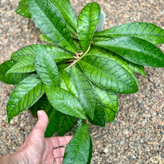 Hoya sp. Kalimantan IML 1168 H141