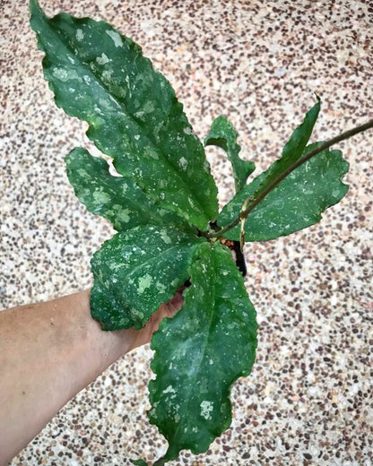 Hoya undulata H393