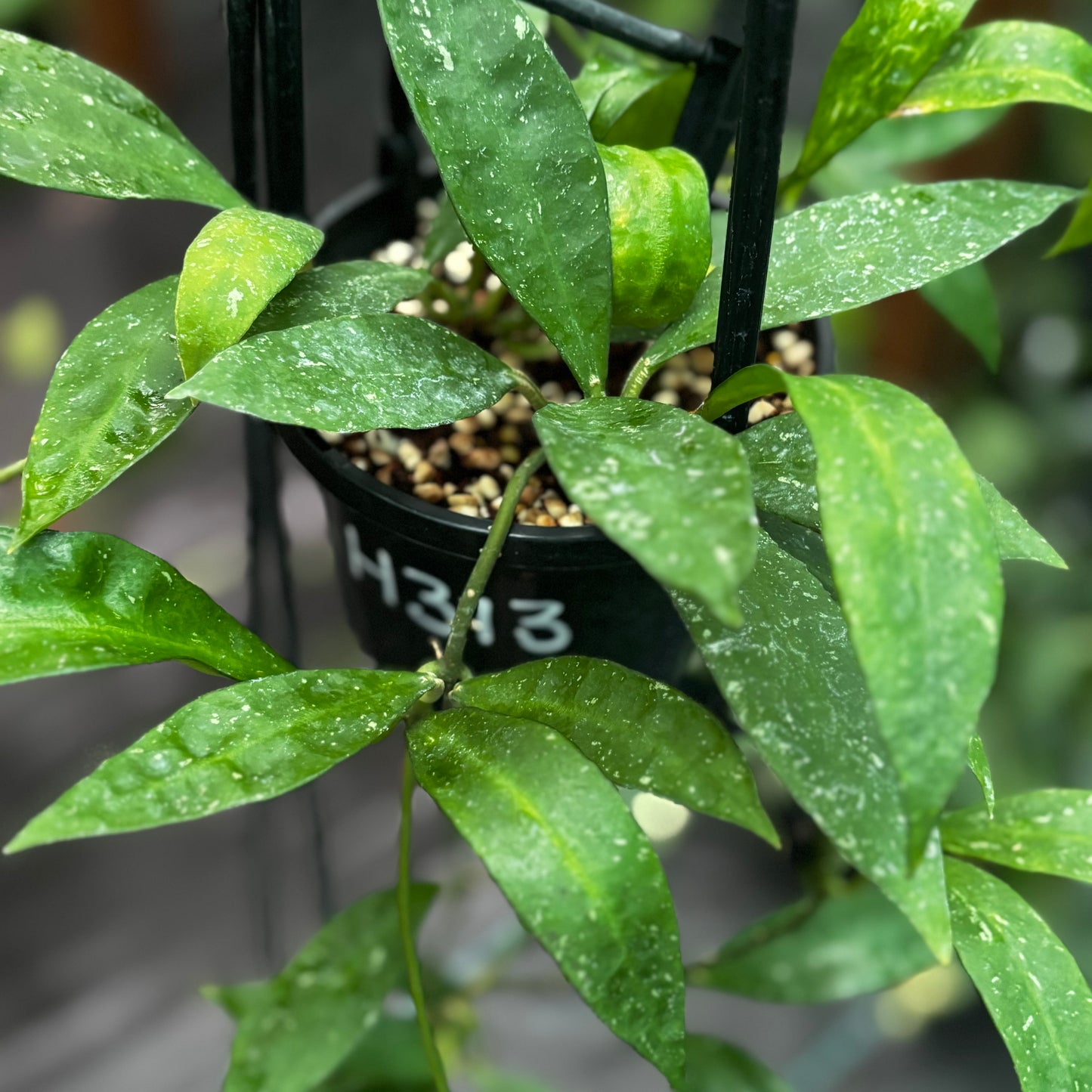 Hoya aff. plicata Malay Peninsula IML 1566 H313