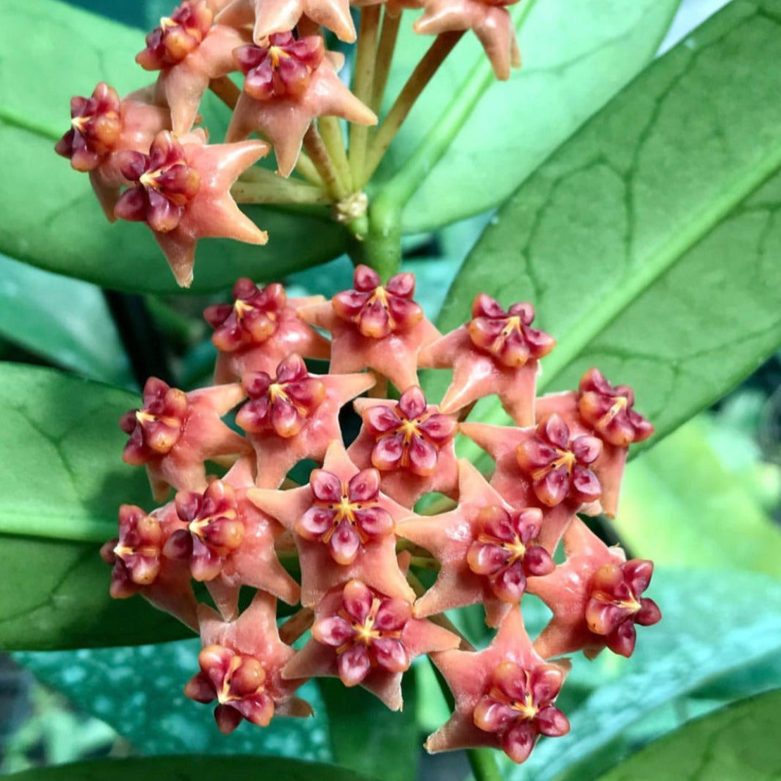 Hoya lobbii 'orange'  IML 1524 H245