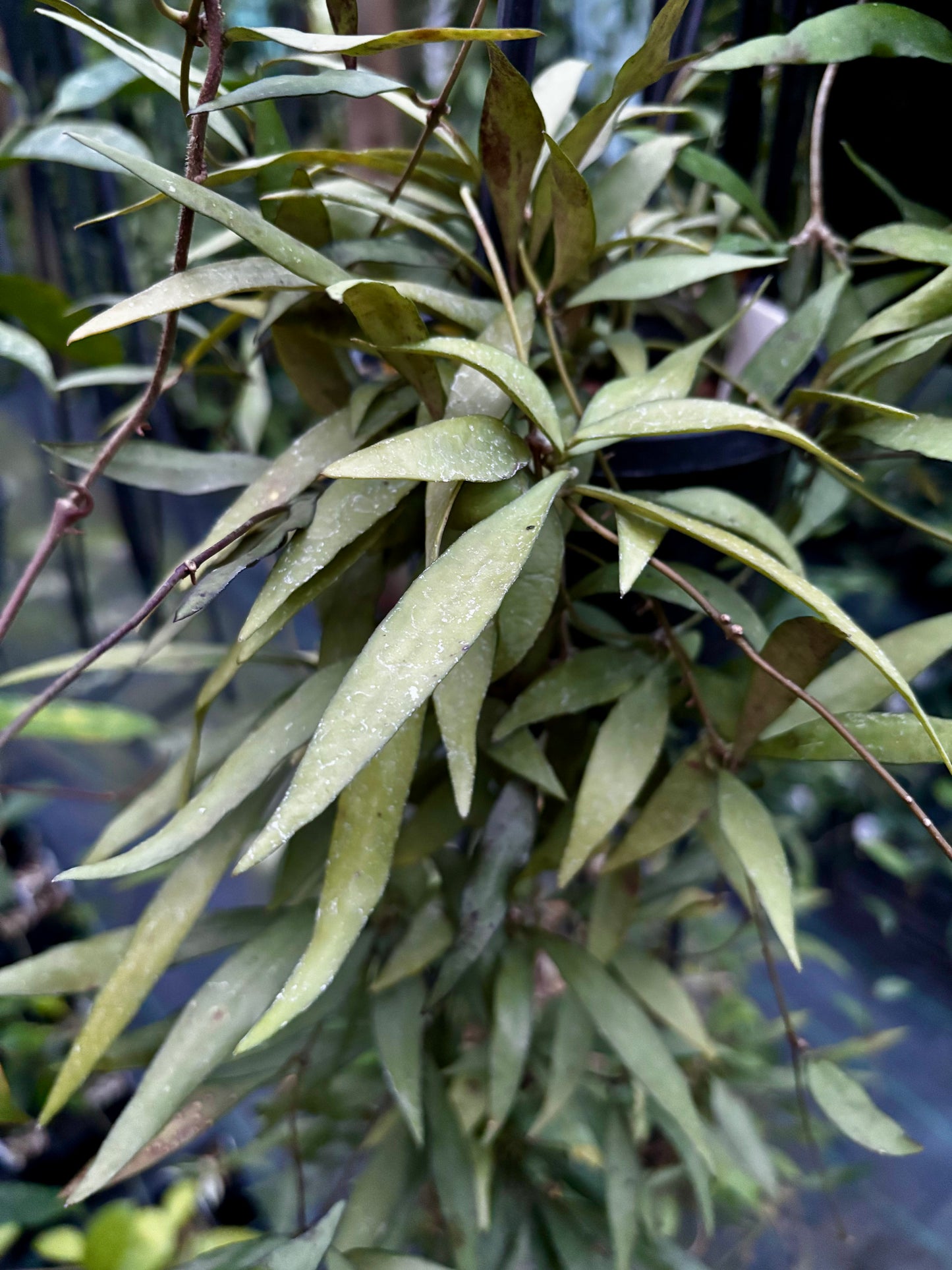 Hoya parviflora H181