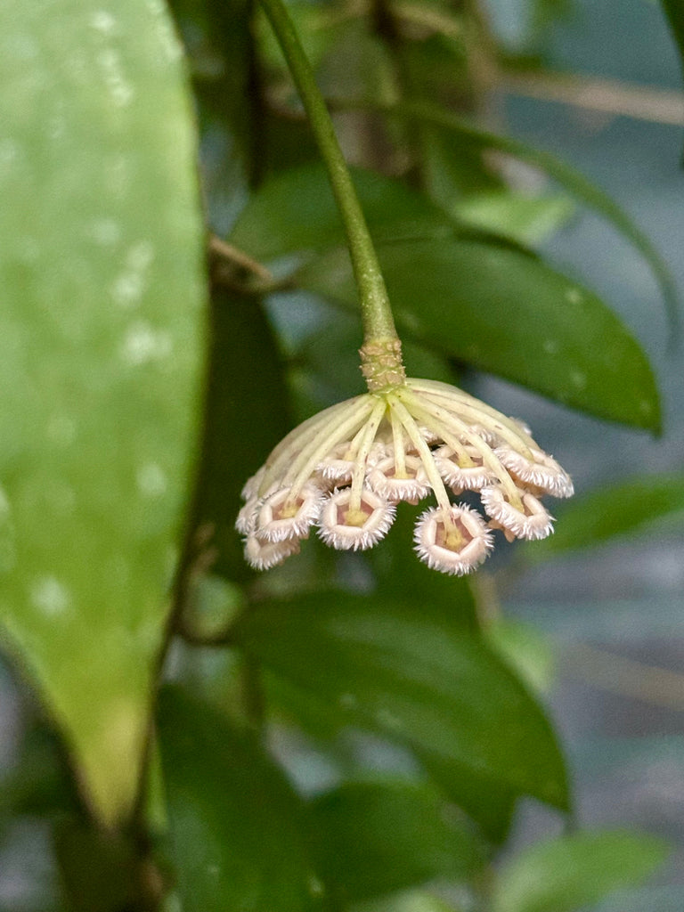 Hoya nabawanensis Sabah IML 1780 H258