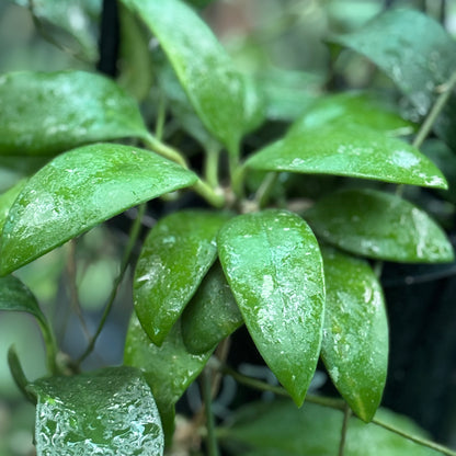 Hoya revoluta IML 1455 H273