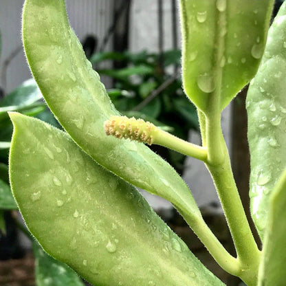 Hoya australis ssp. rupicola IML 1754 H198