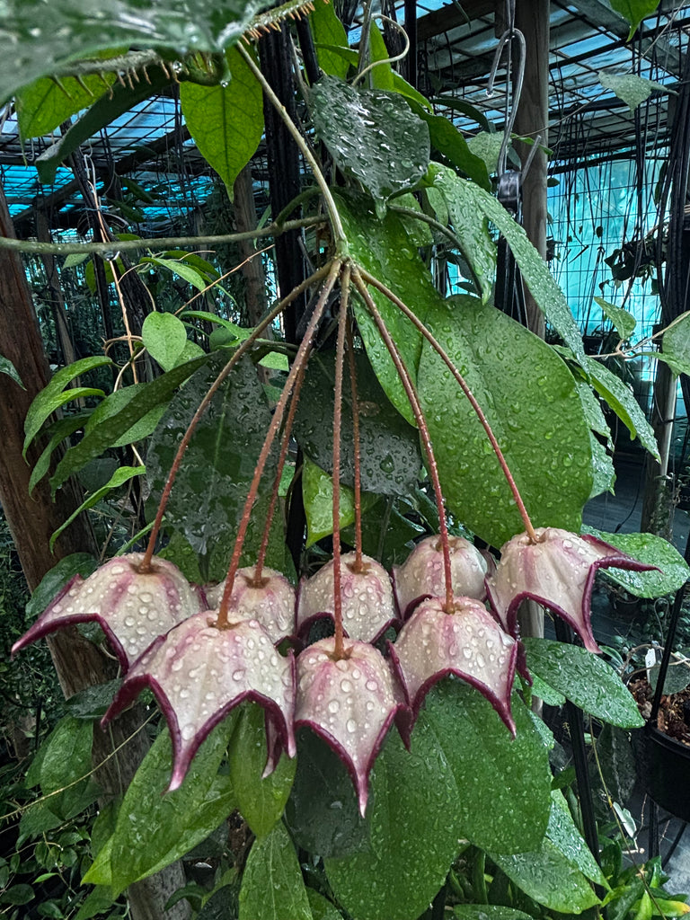 Hoya macgillivrayi H34