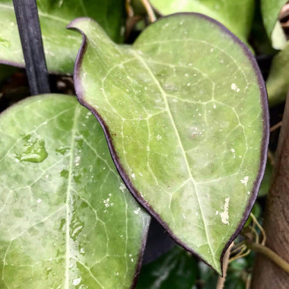 Hoya fuscomarginata H22