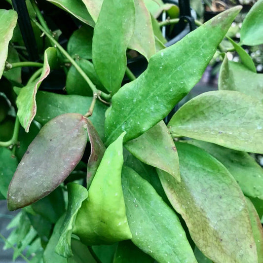 Beginner's Hoya Pack #4 (updated Jan '26)