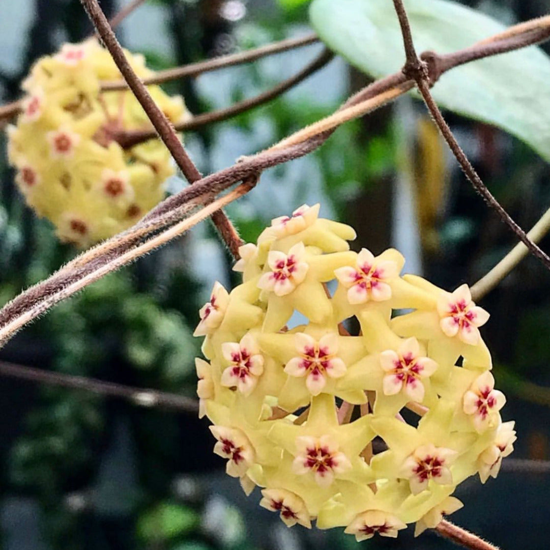Hoya neocaledonica IML 1647 H166