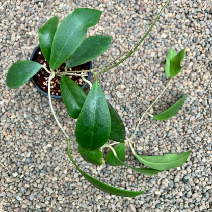 Hoya mindorensis H40
