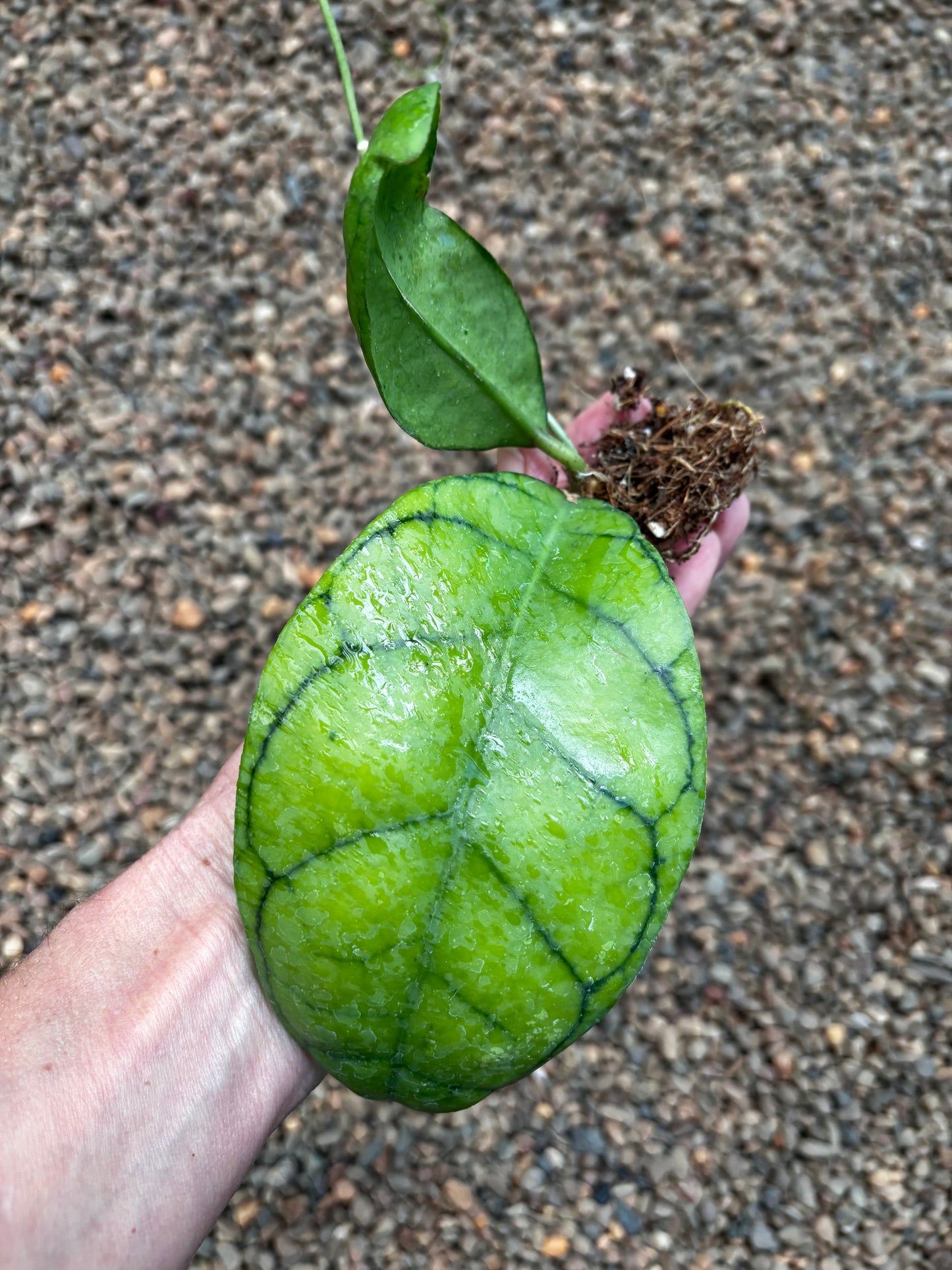 Hoya callistophylla Borneo IML 1174 H46