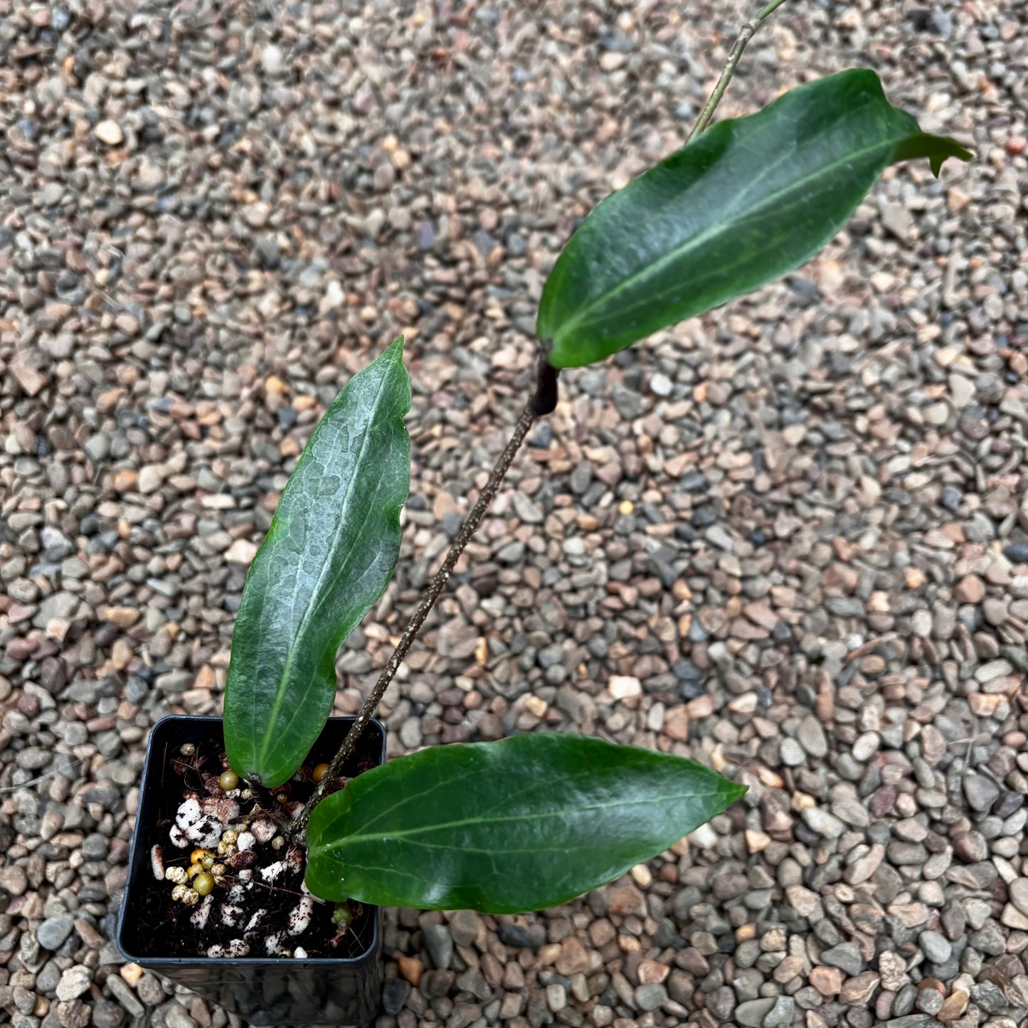 Hoya siariae IML 1624 H171