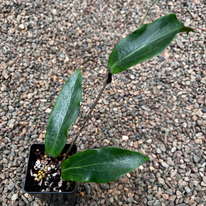 Hoya siariae IML 1624 H171