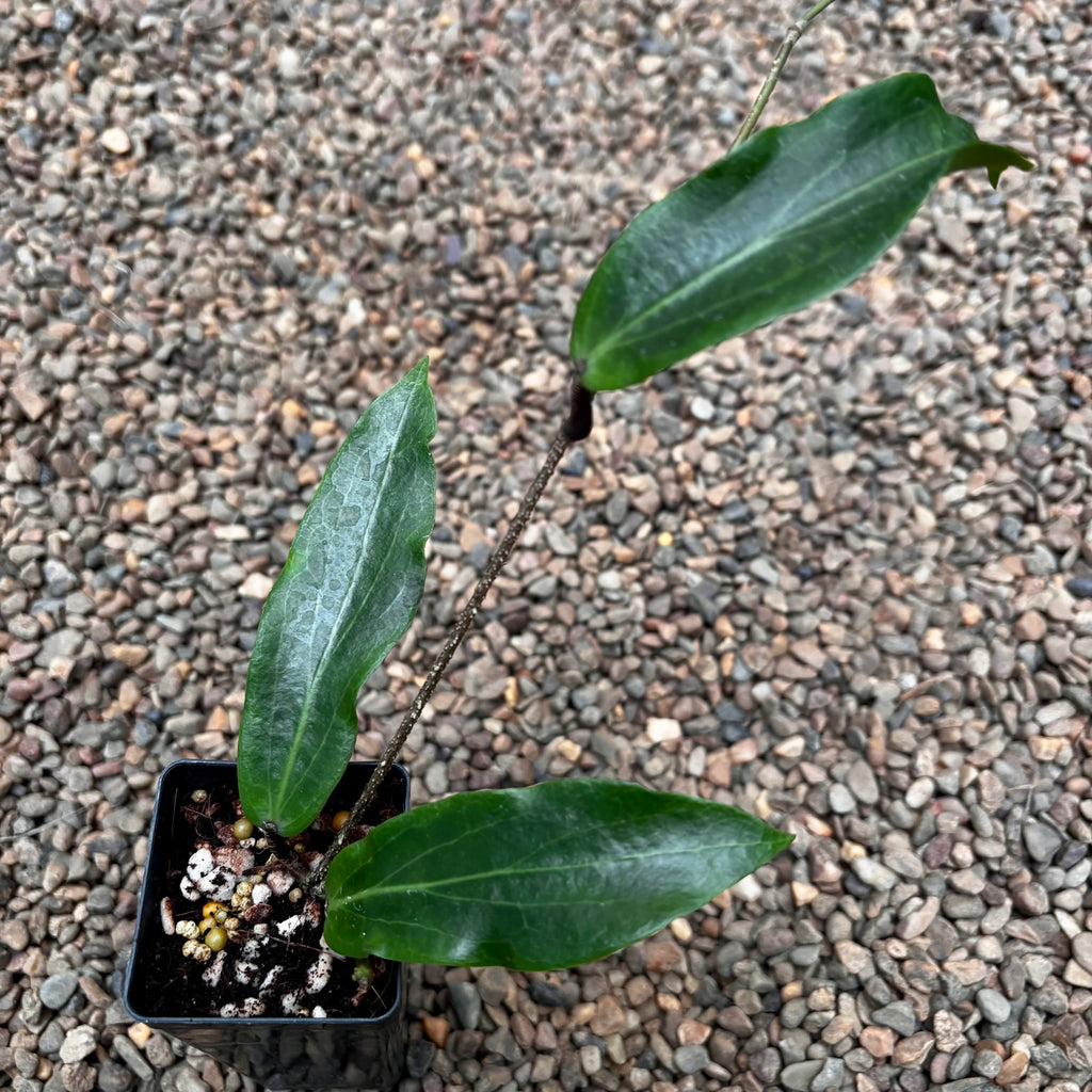 Hoya siariae IML 1624 H171