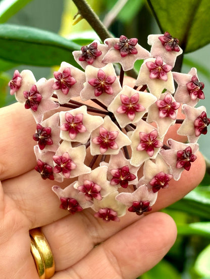 Hoya obovata (chimera) H194