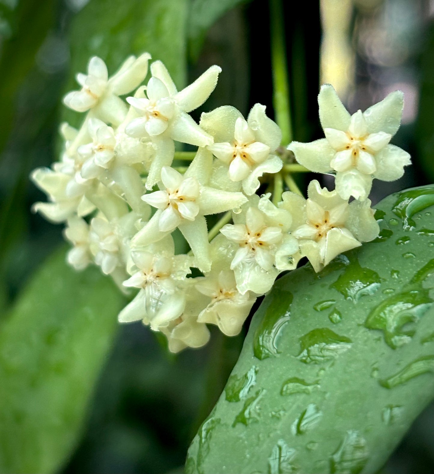 Hoya cagayanensis IML 1600 H279