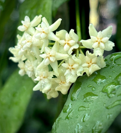Hoya cagayanensis IML 1600 H279