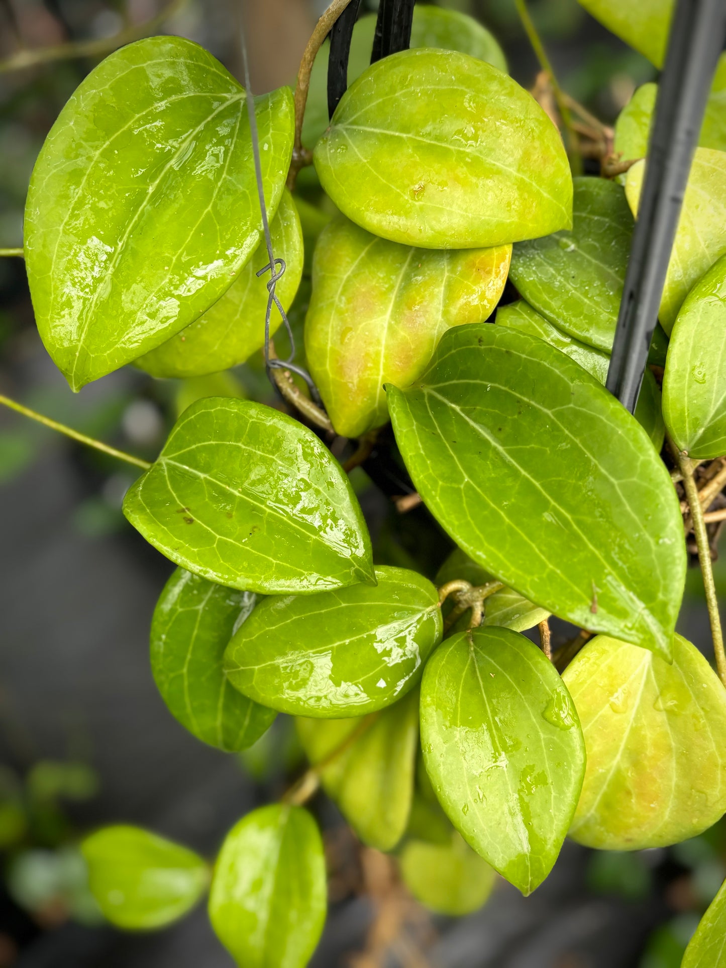 Hoya merrillii H20