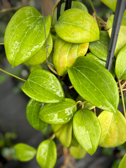 Hoya merrillii H20