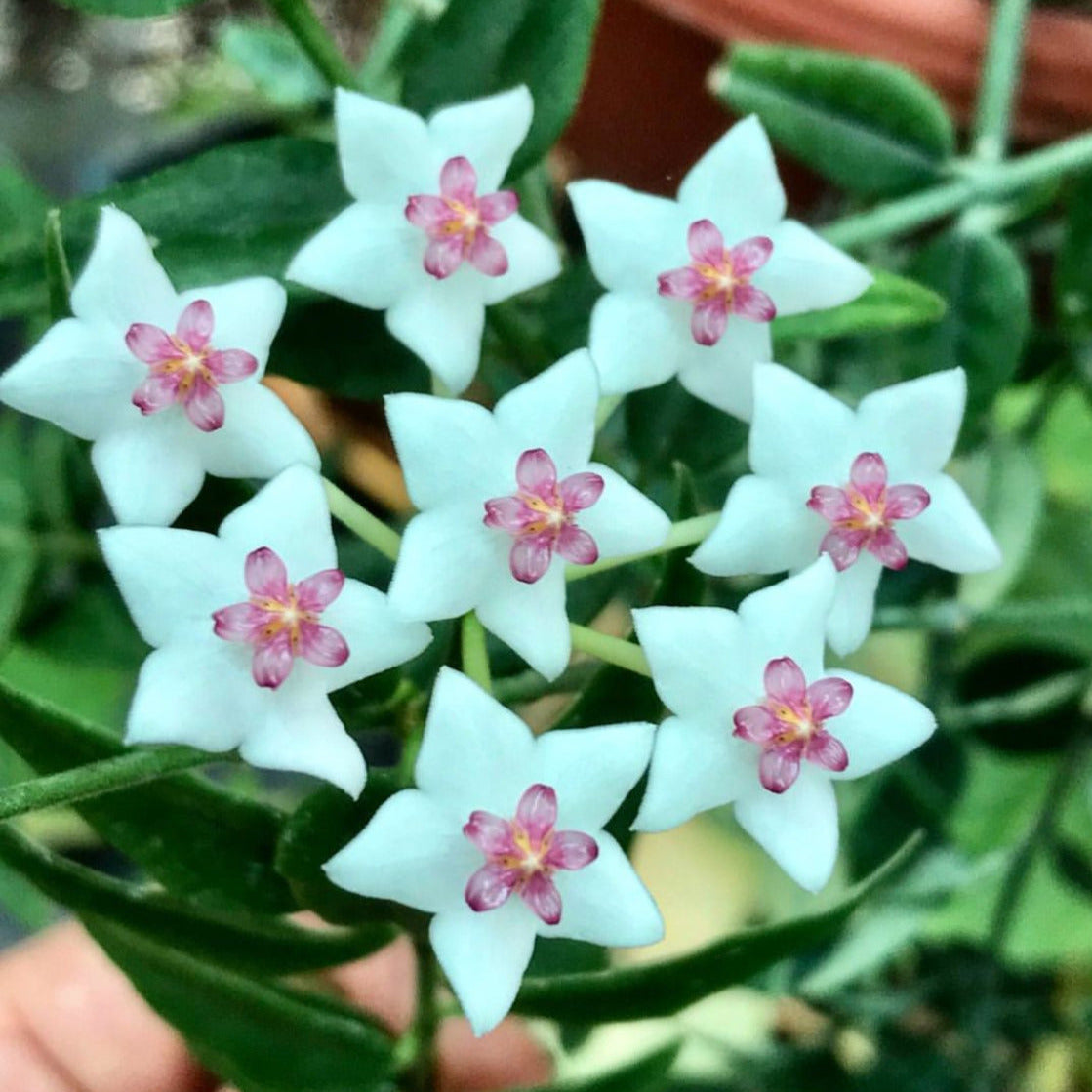 Hoya bella H187