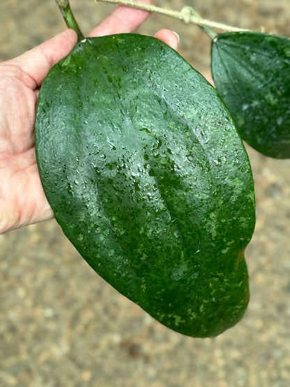 Hoya rigida IML 1424 H80