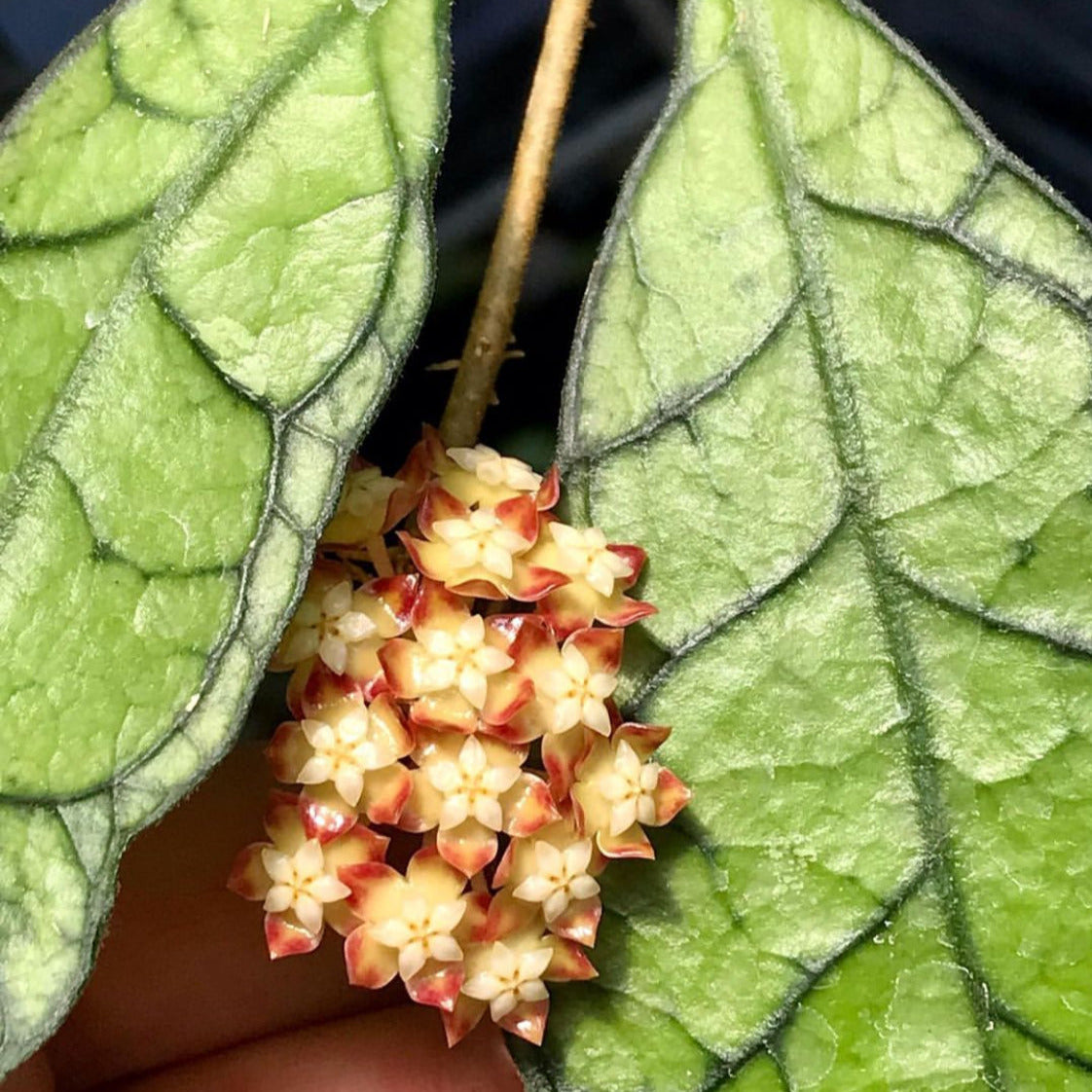 Hoya callistophylla Sabah IML 1762 H316