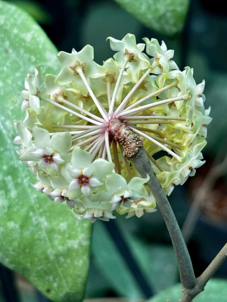Hoya wibergiae IML 1618 H91
