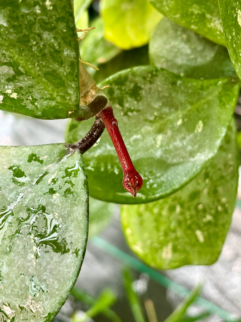 Hoya obovata (chimera) H194