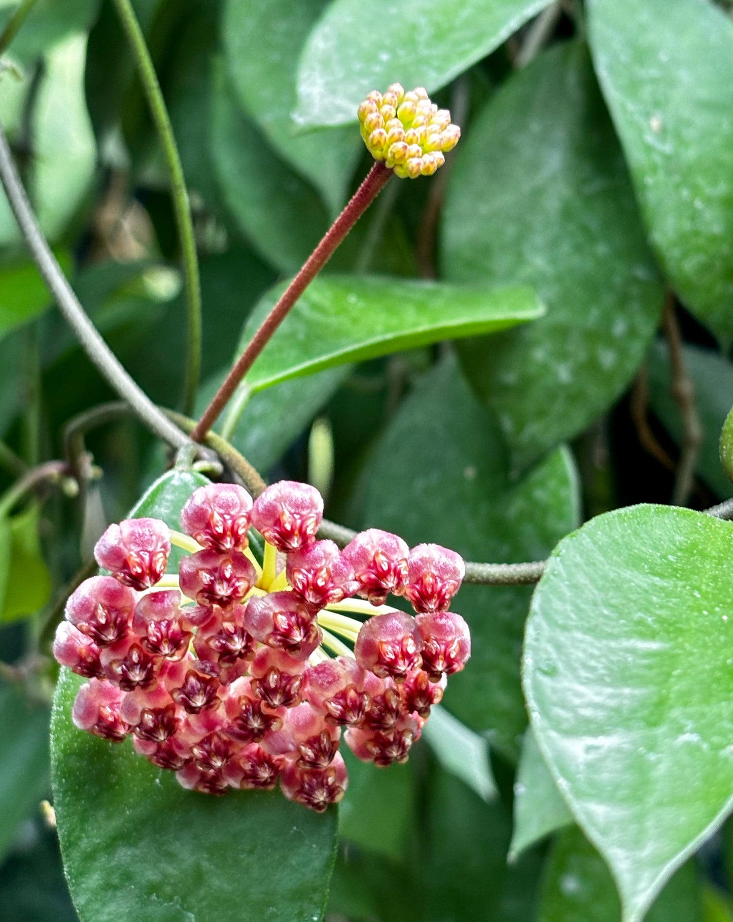 Hoya halophila IML 1116 H103
