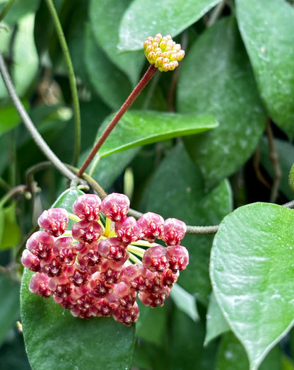 Hoya halophila IML 1116 H103