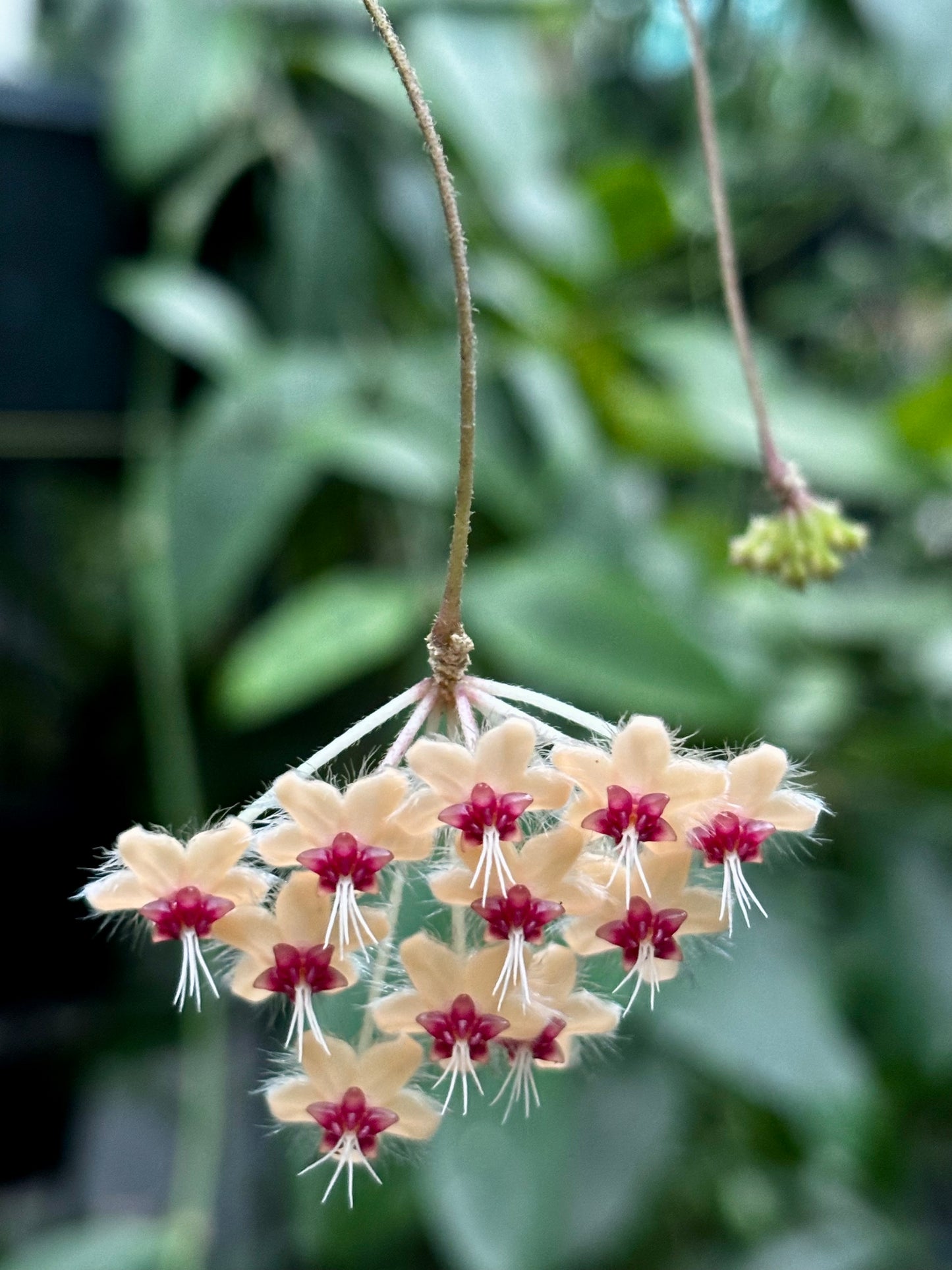 Hoya flagellata (gold) H344