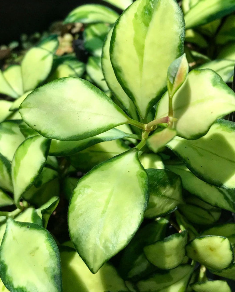 Hoya heuschkeliana variegata H21