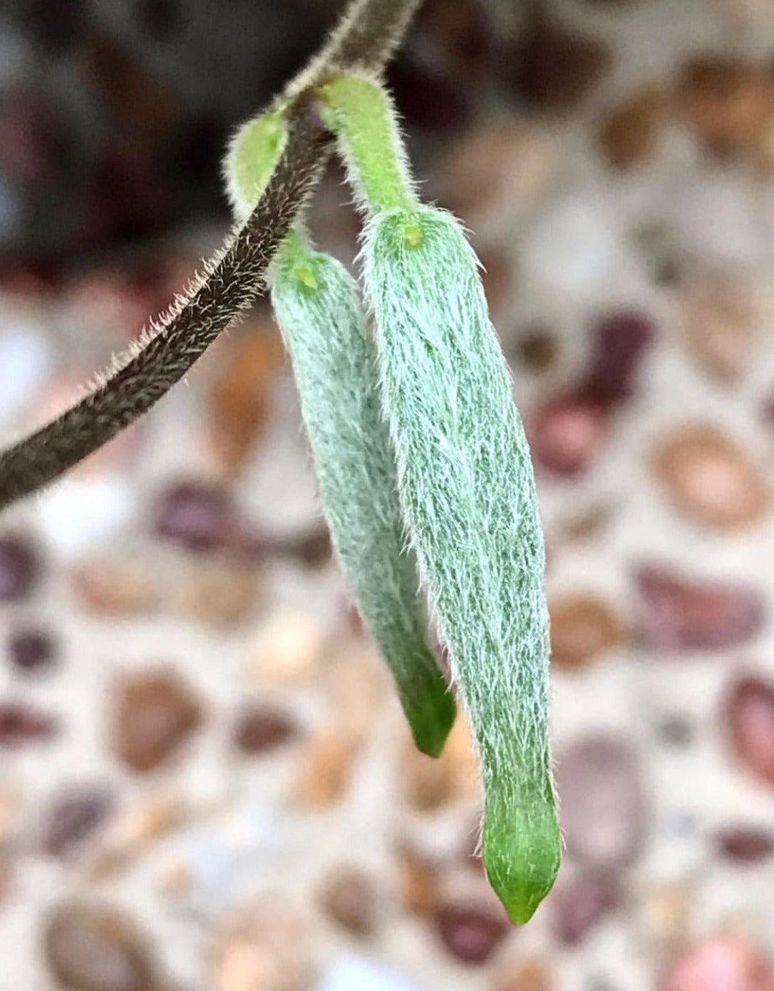 Hoya hypolasia Madang PNG IML 1155 H164