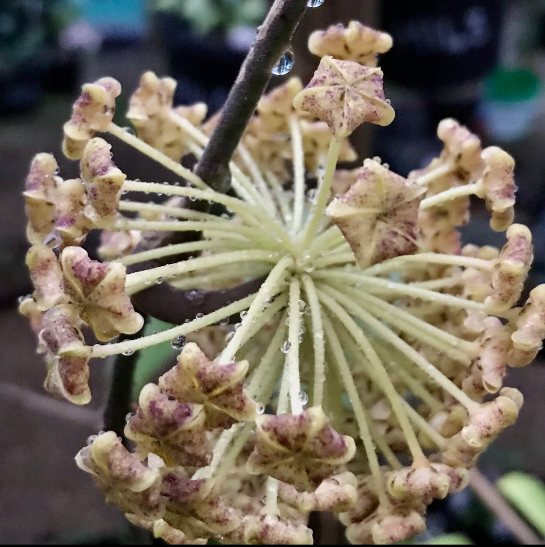 Hoya lambii H144