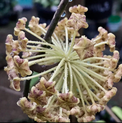Hoya lambii H144