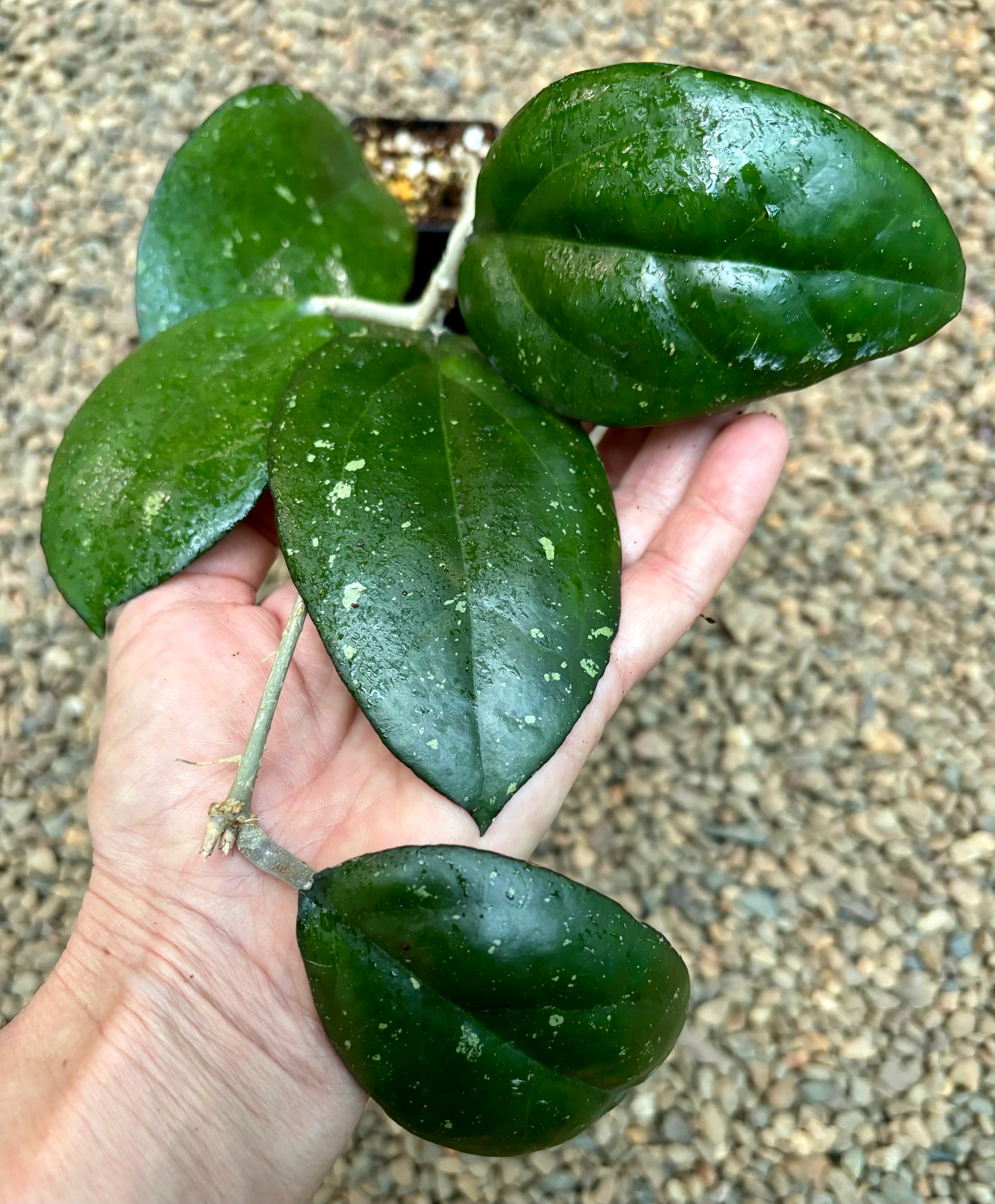Hoya 'Joy' H470