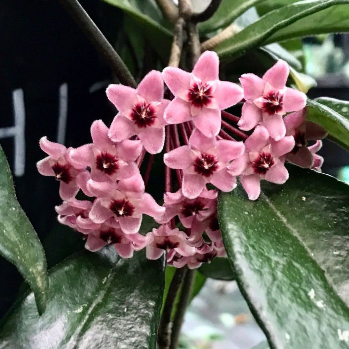 Hoya 'Rubra' IML 0169 H128
