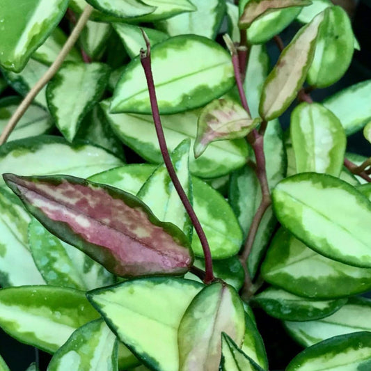 Hoya carnosa 'Krimson Princess' H9