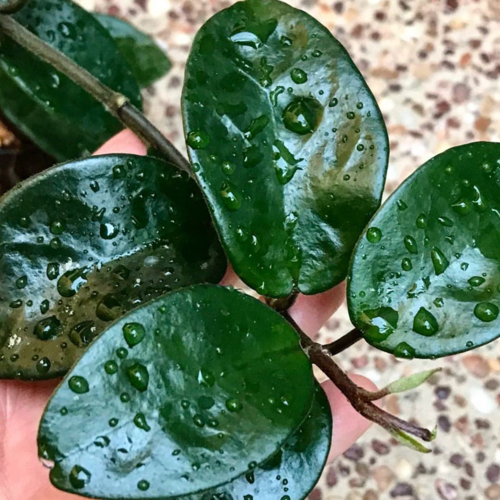 Hoya carnosa 'Krinkle Rubra' H374