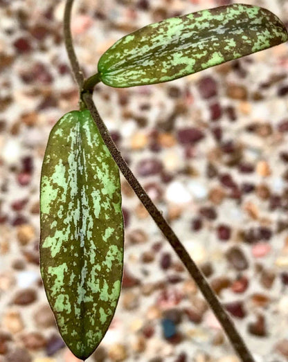 Hoya sigillatis IML 1601 H131