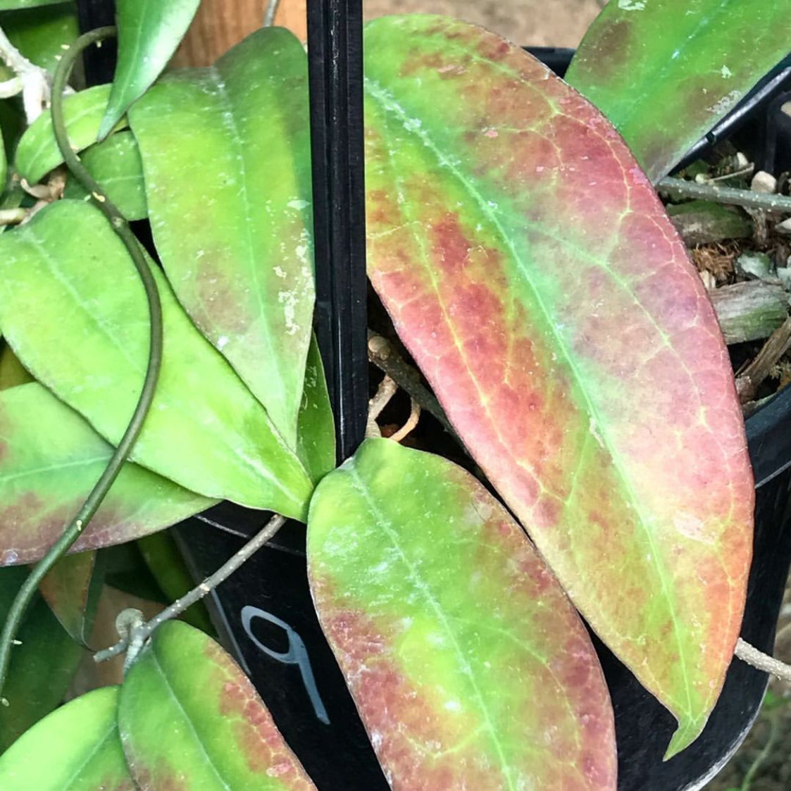 Hoya sp. IPPS8898  IML 1391 H119