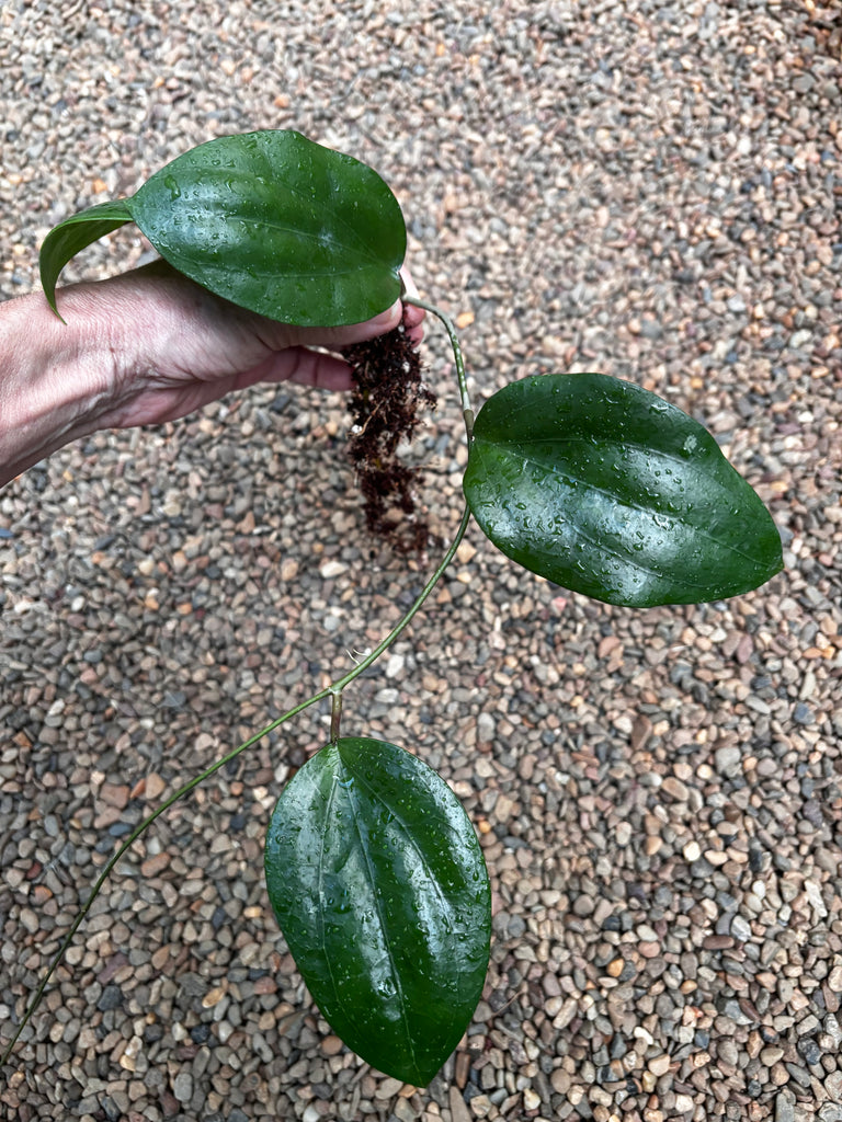 Hoya glabra Sumatra IML 1335 H364