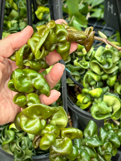 Hoya compacta Dwarf Rope H204