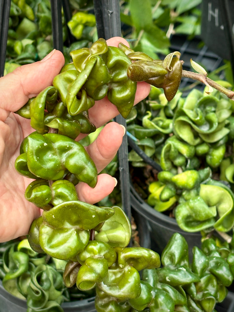 Hoya compacta Dwarf Rope H204