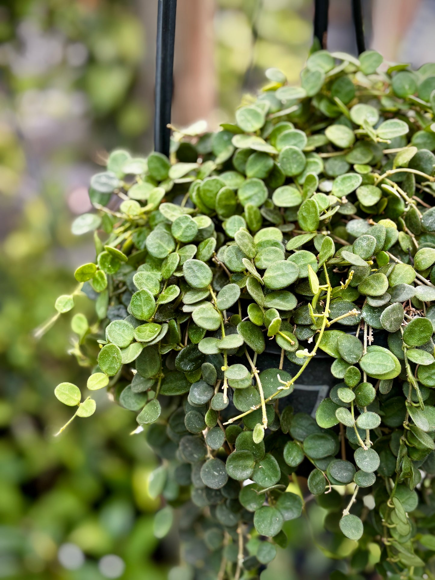 Hoya serpens H176