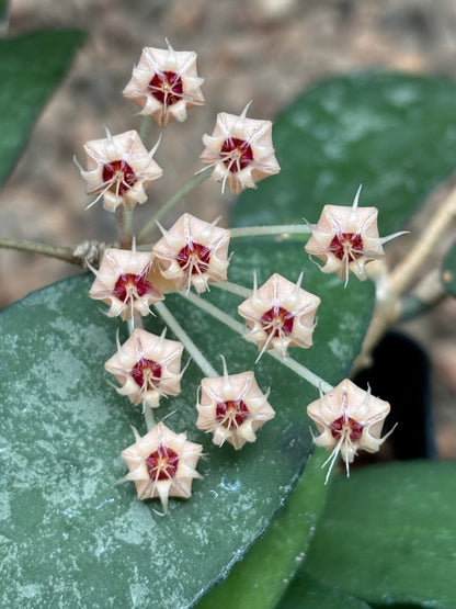 Hoya flagellata (gold) H344