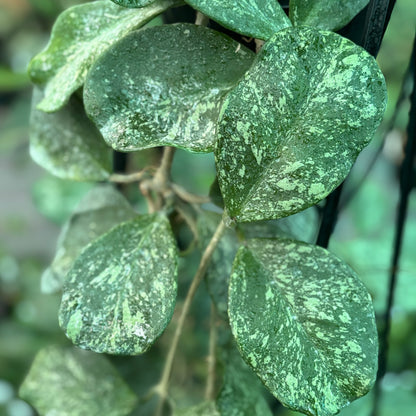 Hoya obovata (splash) H272