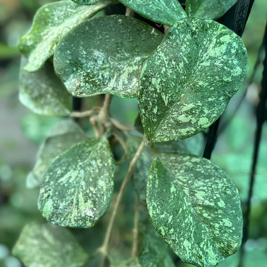 Hoya obovata (splash) H272