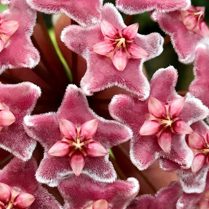Hoya carnosa 'Green Exotica' H179
