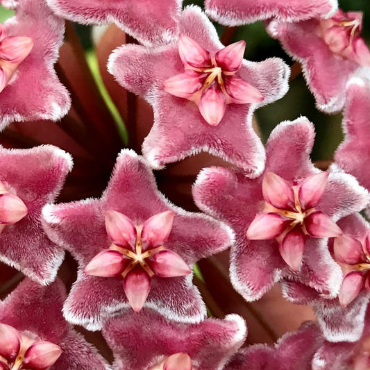 Hoya carnosa 'Green Exotica' H179