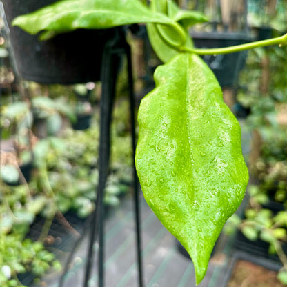 Hoya australis ssp. oramicola IML 0885 H219
